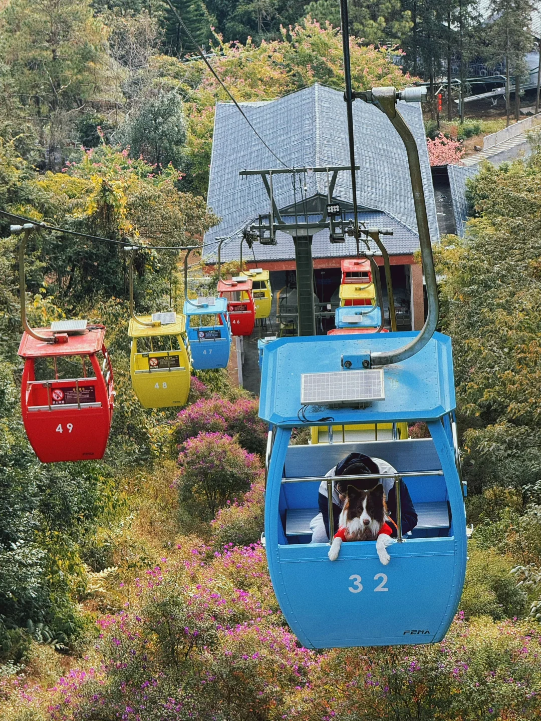 春节淡季 太适合带小狗去云门山旅游啦～