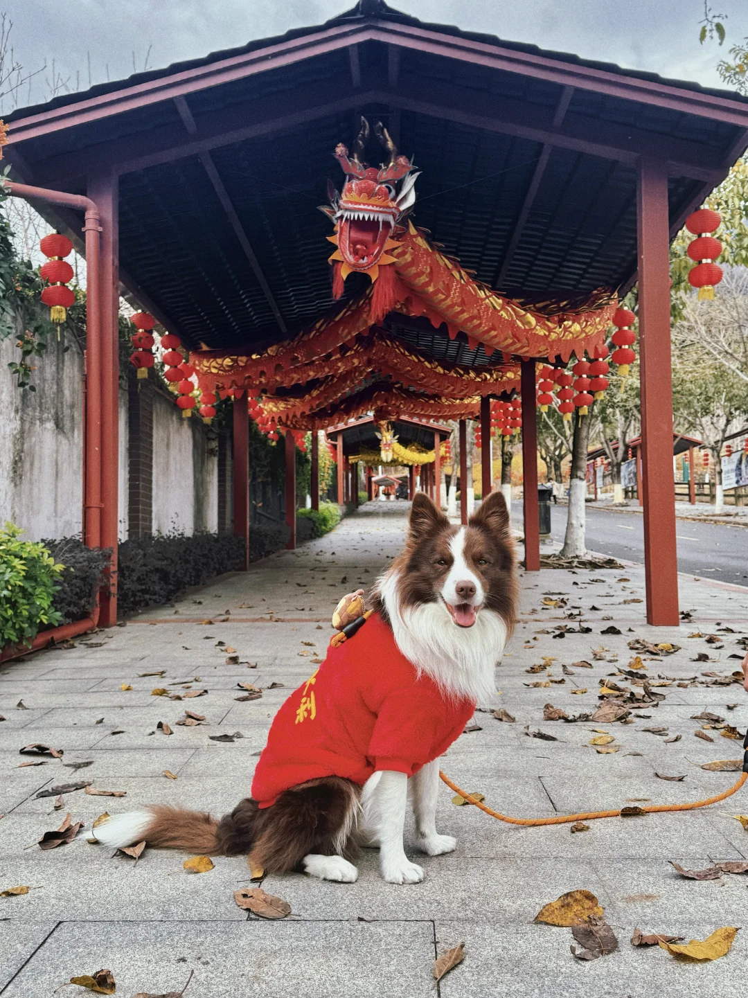 春节淡季 太适合带小狗去云门山旅游啦～