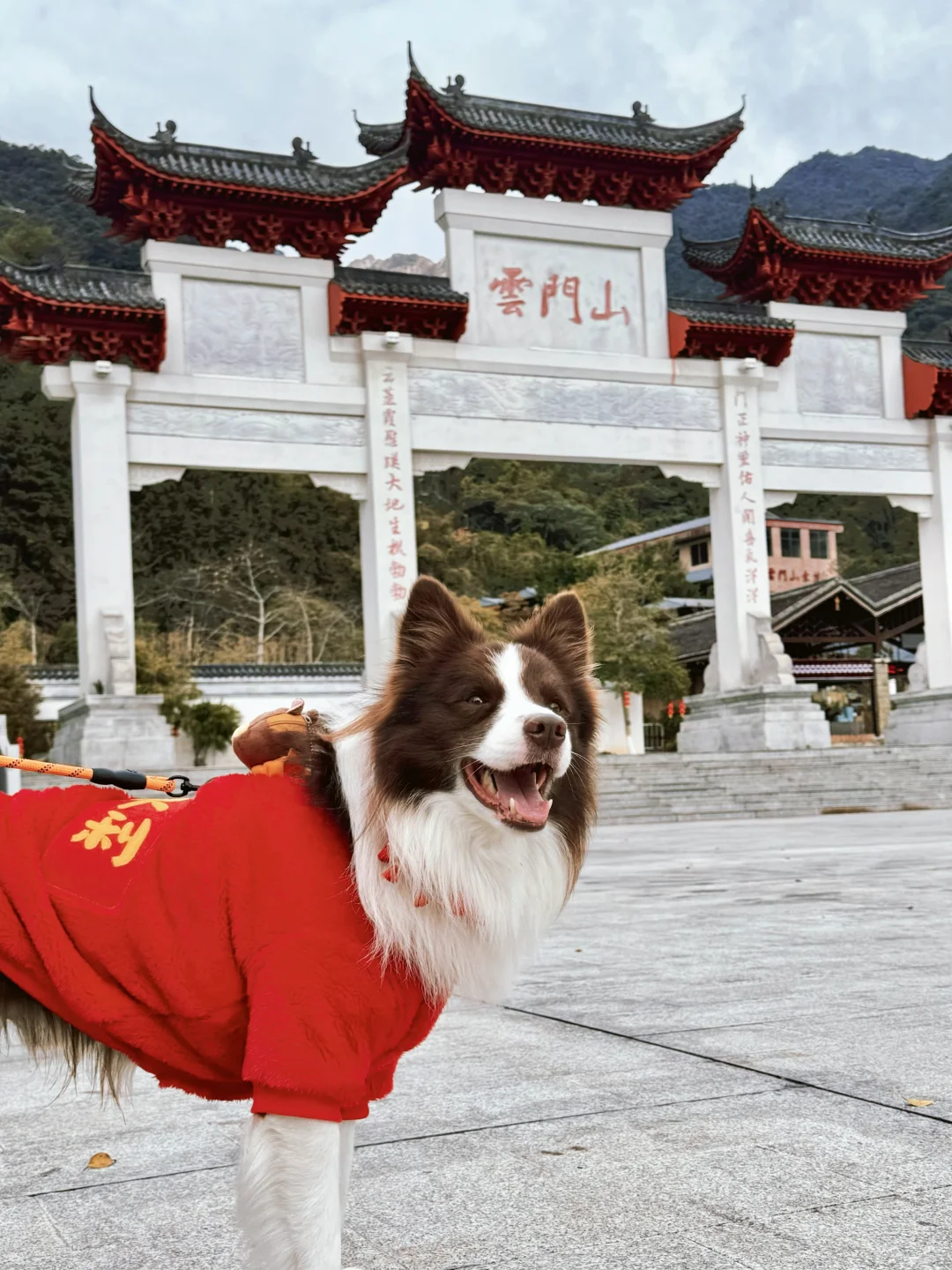 春节淡季 太适合带小狗去云门山旅游啦～