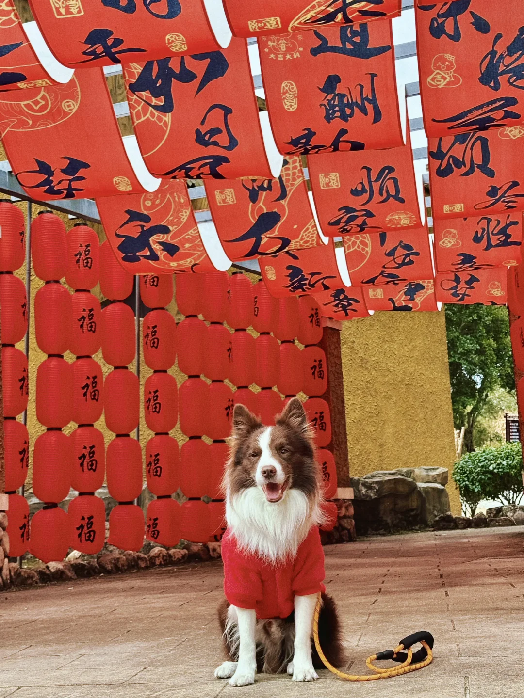 春节淡季 太适合带小狗去云门山旅游啦～