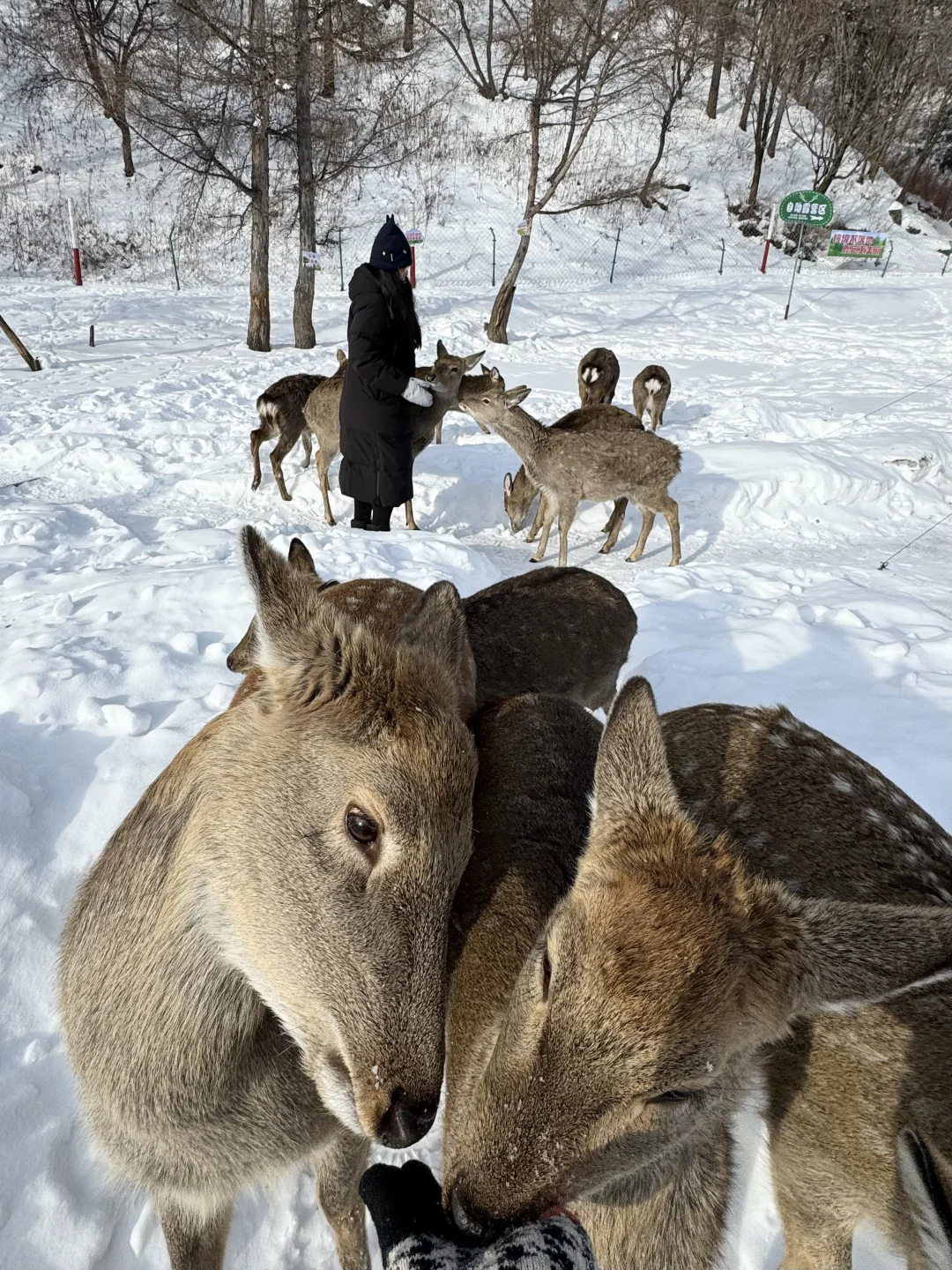 冬日反向旅游！闯入伊春的冰雪童话森林
