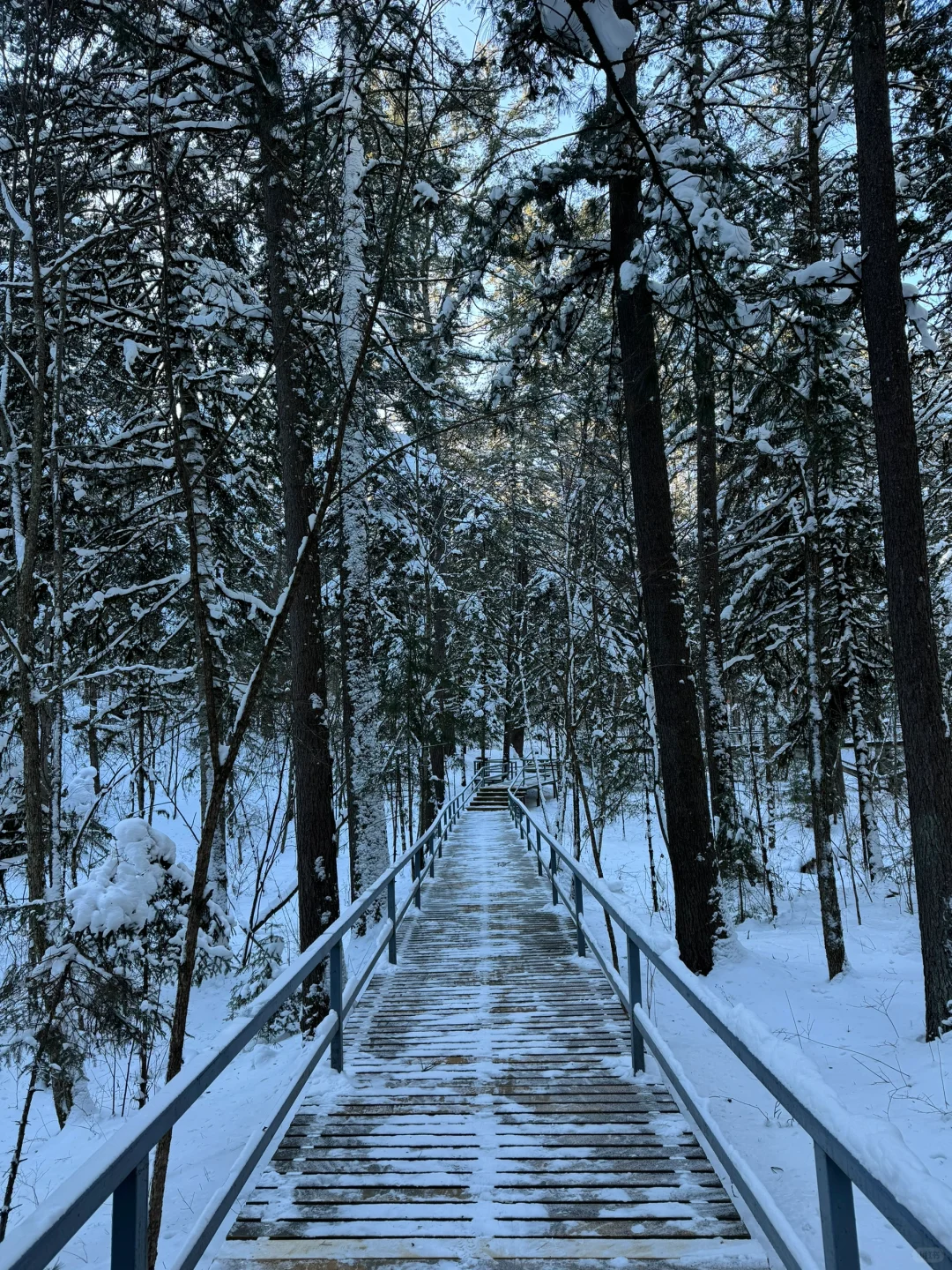 冬日反向旅游！闯入伊春的冰雪童话森林