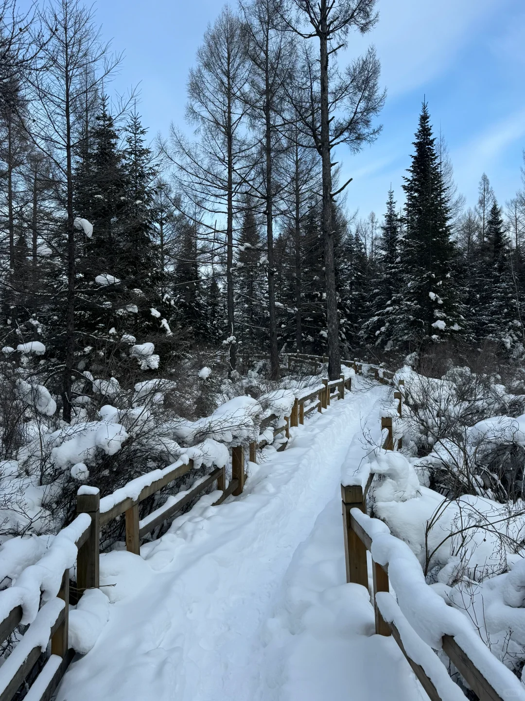 冬日反向旅游！闯入伊春的冰雪童话森林