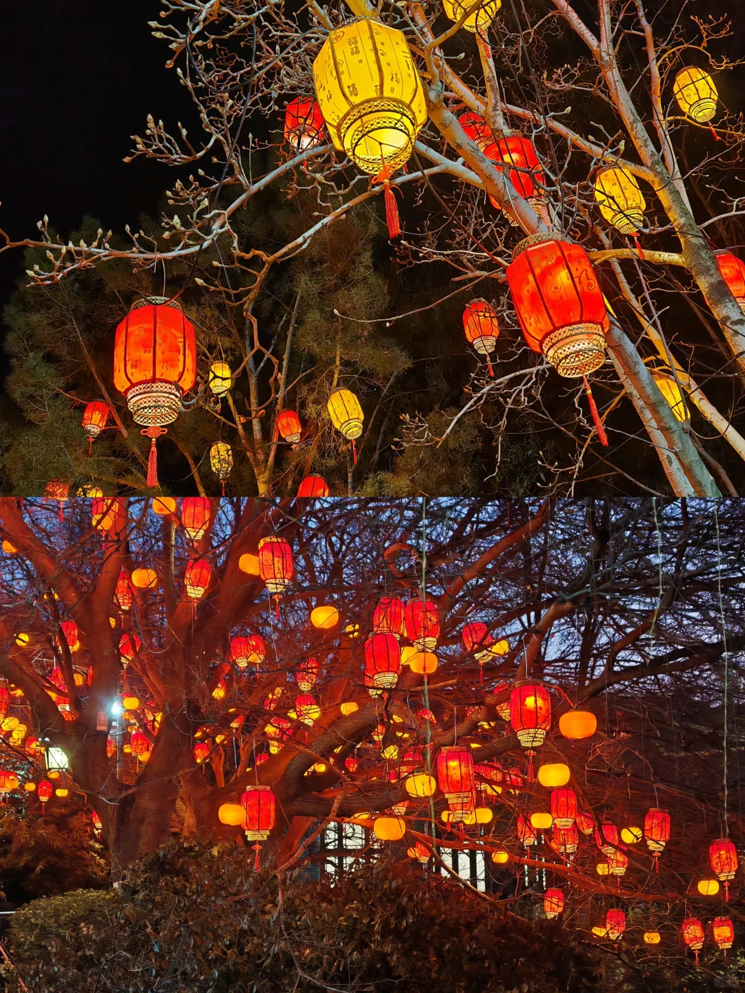 趵突泉花灯“赶灯季”
