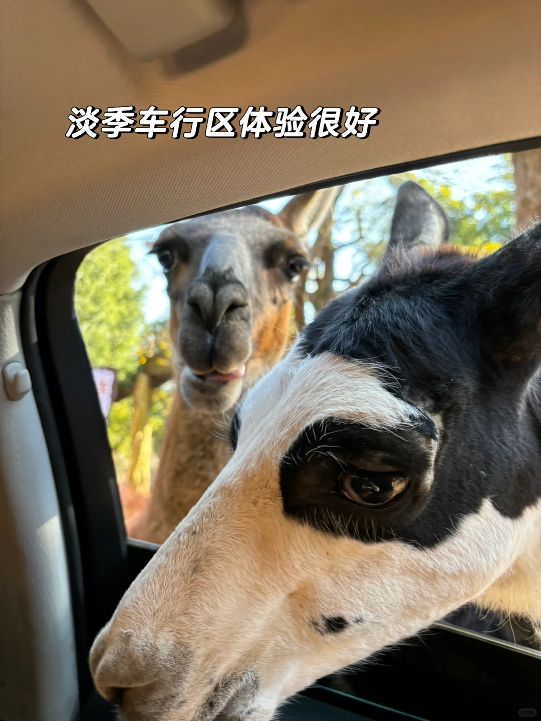 春节来龙之梦太湖古镇🎆看这一篇就够了