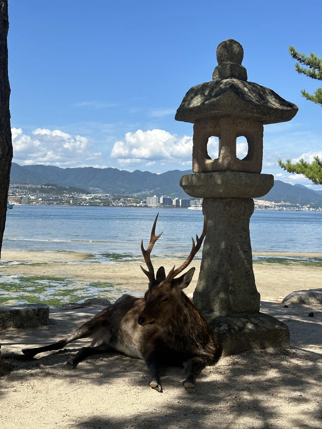 严岛神社和广岛平和纪念公园🦌