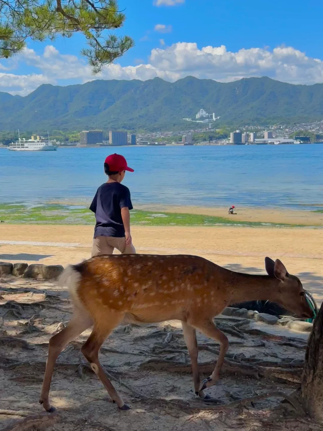 严岛神社和广岛平和纪念公园🦌