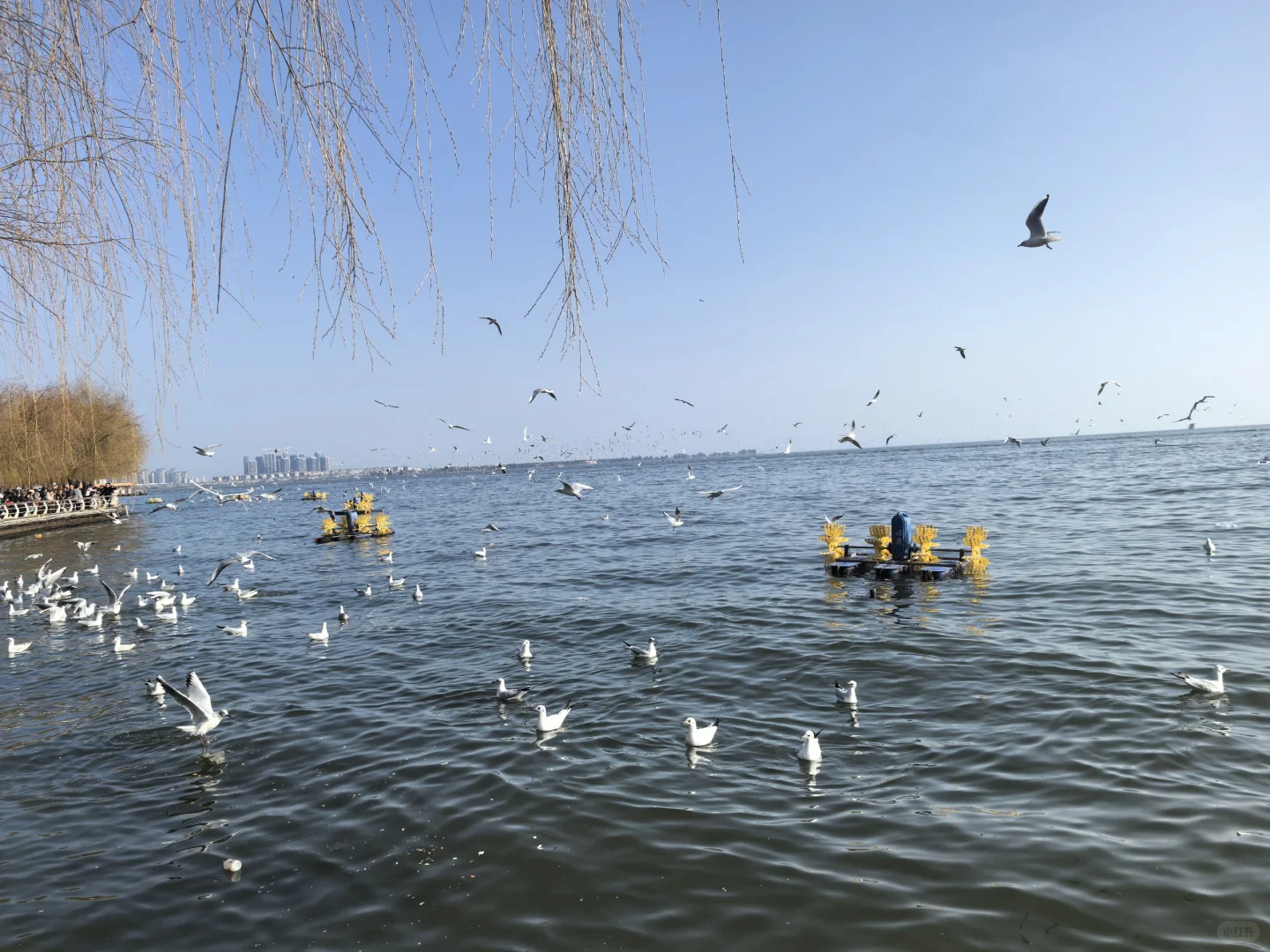 假期避雷昆明海埂大坝景区附近交通