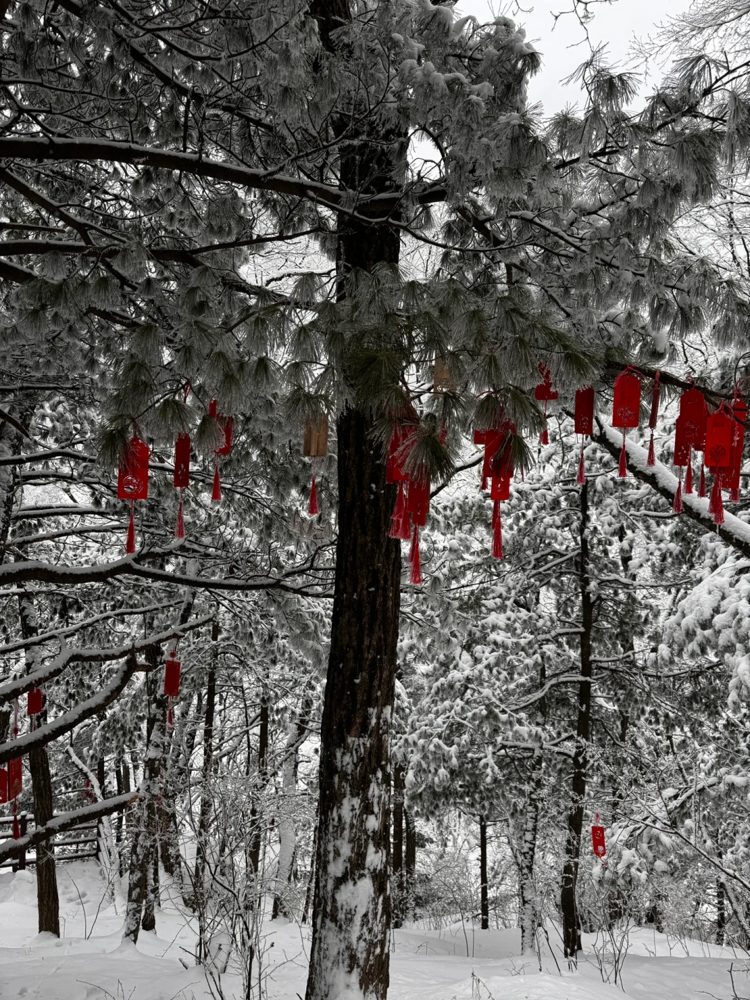 2月1号已到老君山景区，随便问🙋实时更新版