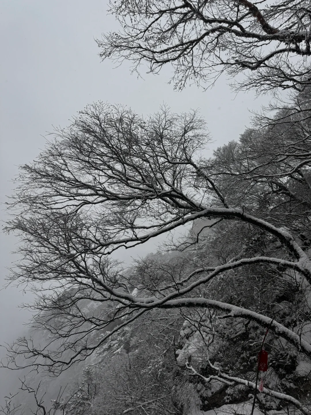 2月1号已到老君山景区，随便问🙋实时更新版