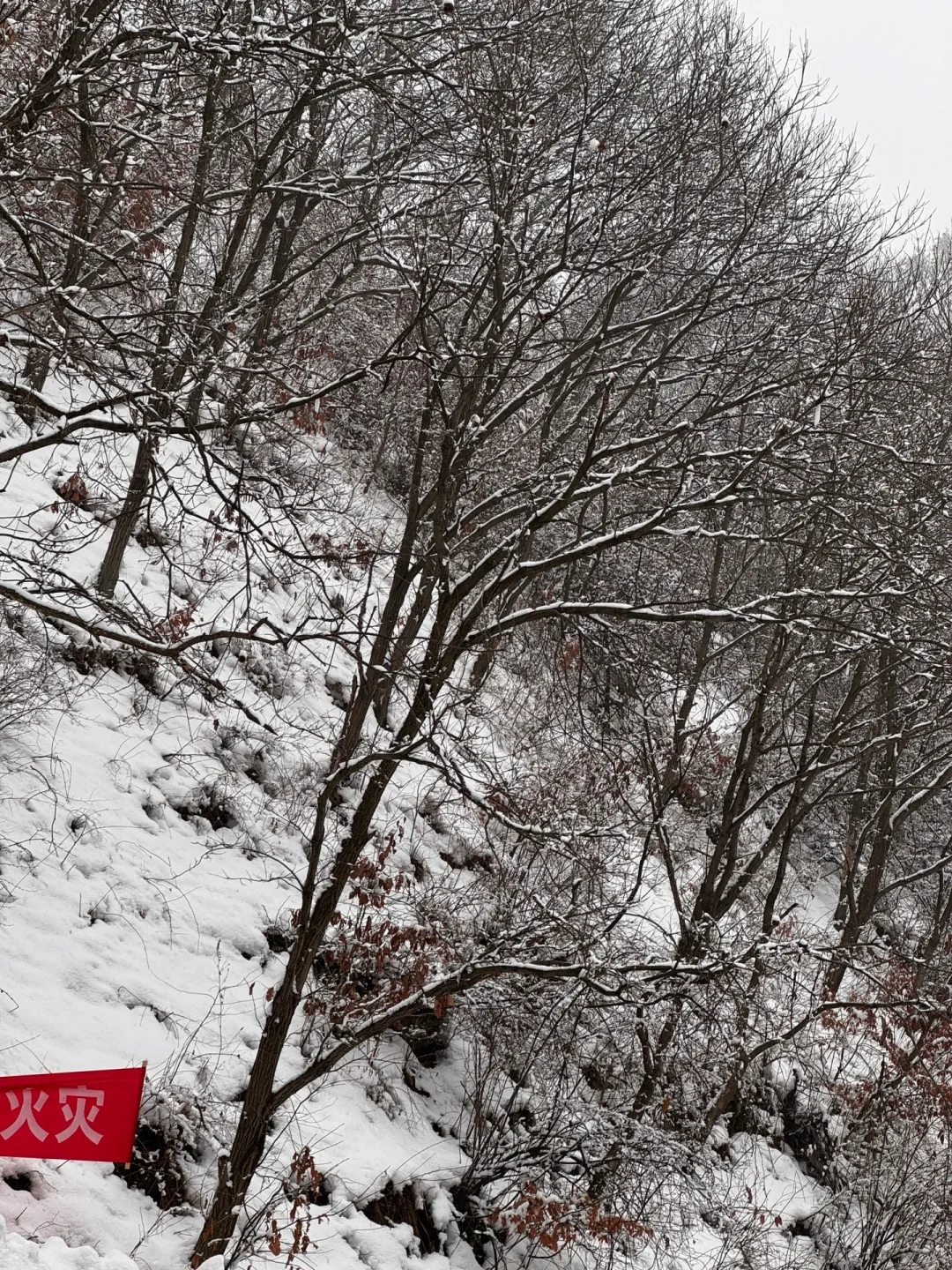 2月1号已到老君山景区，随便问🙋实时更新版