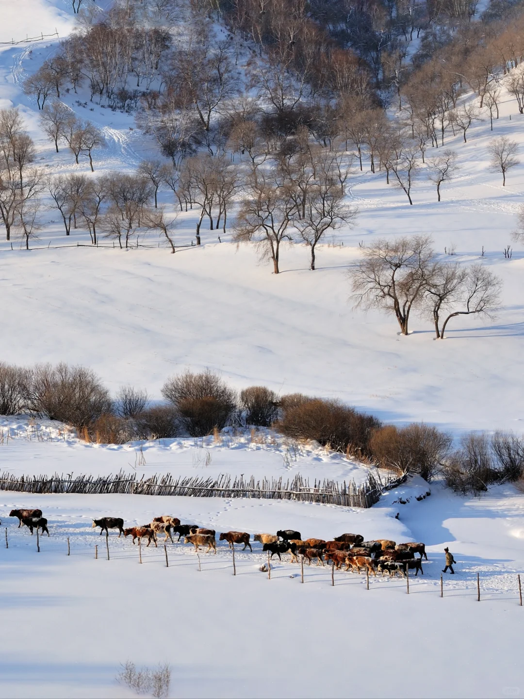 反向旅行❄️冬日赤峰美成磅礴中国画！