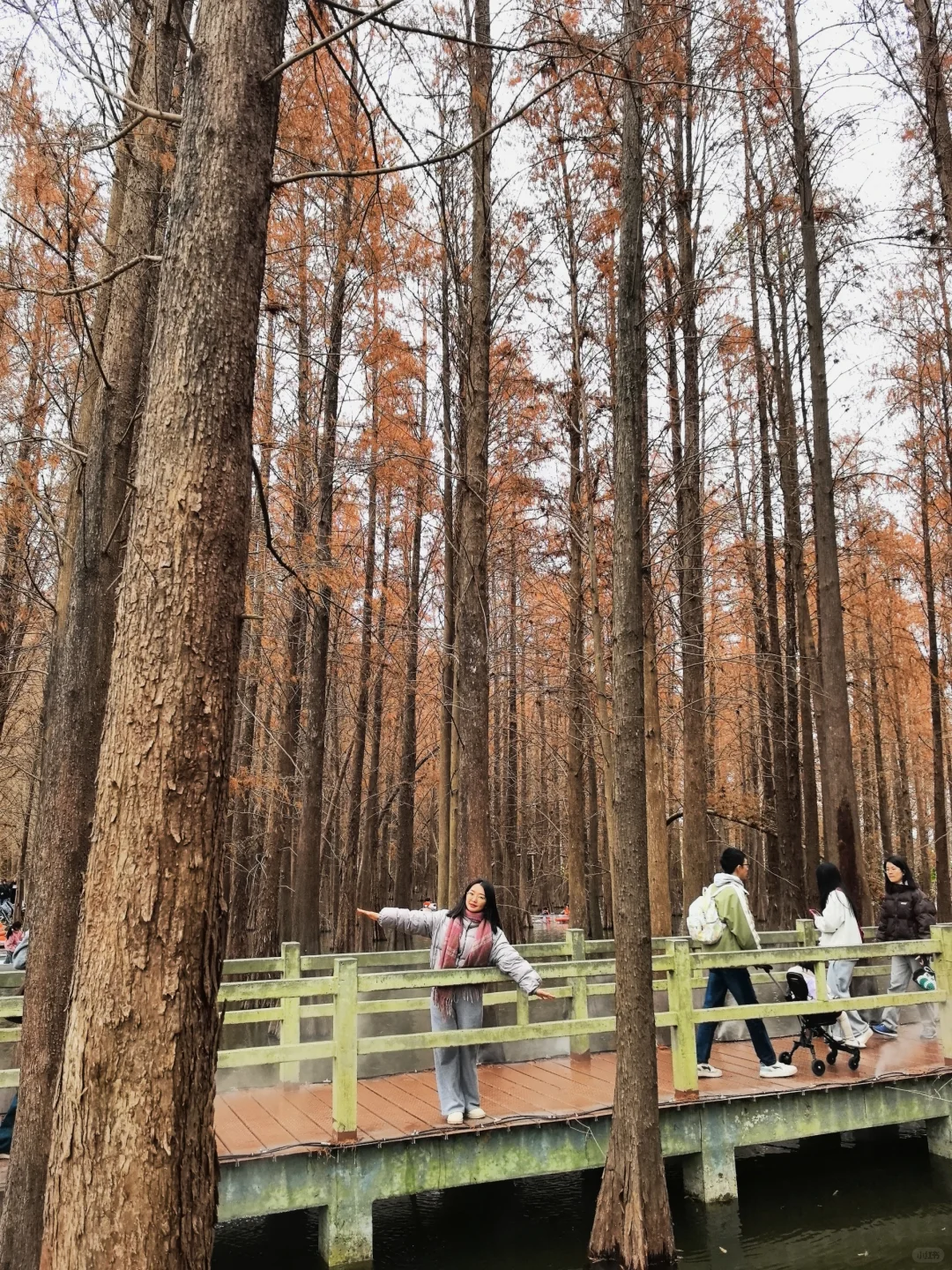邂逅一片落羽杉🍂