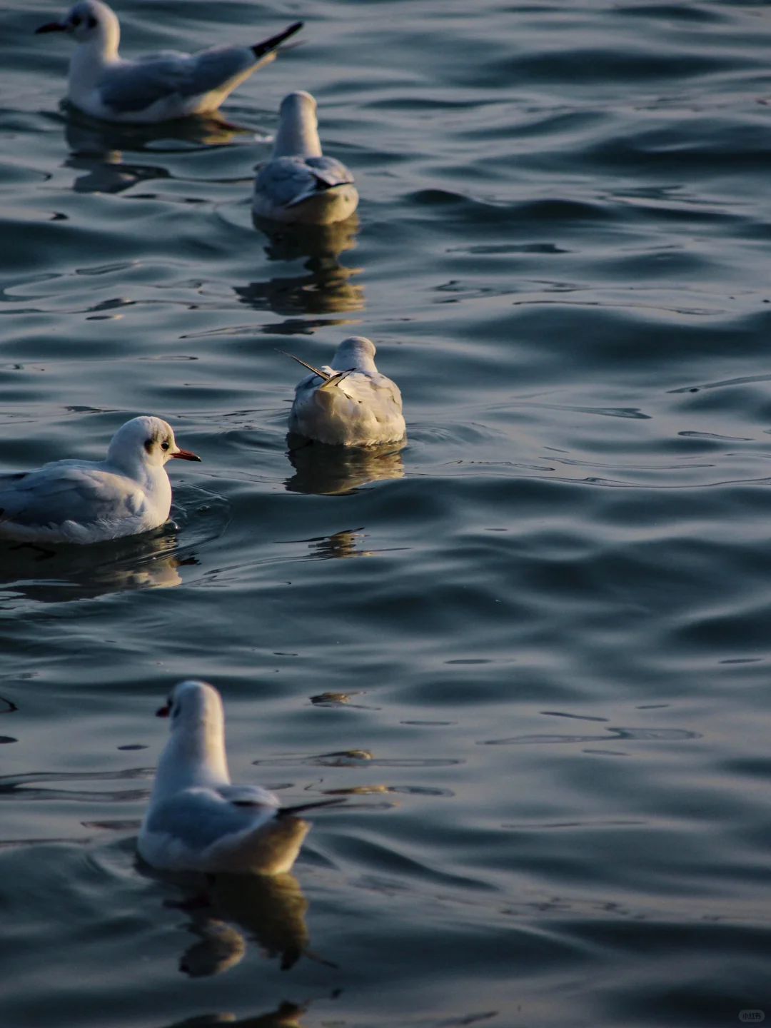 在青岛看到人生海鸟🐦