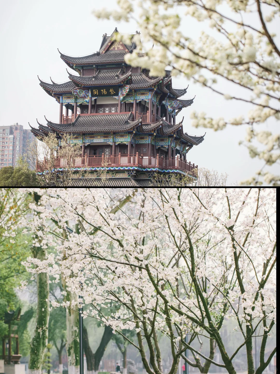 人生建议❗️1-2月在武汉不可错过的6️⃣处腊梅