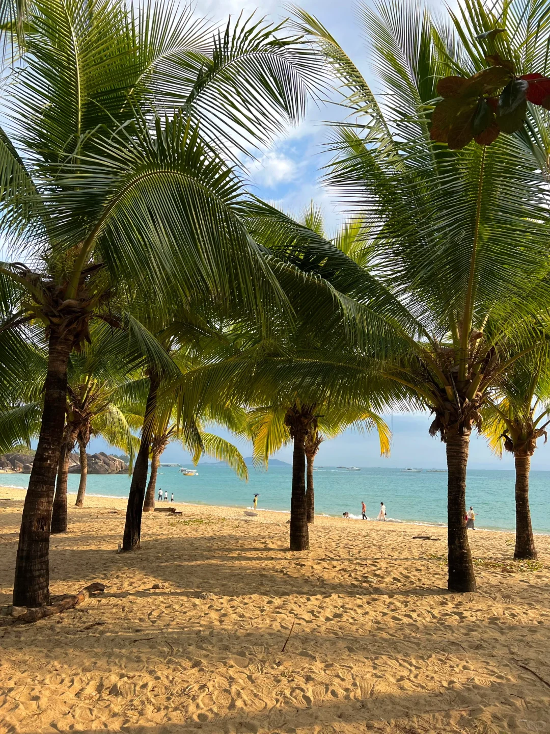 🌴【自驾day4 | 椰林阳光的浪漫邂逅】☀️