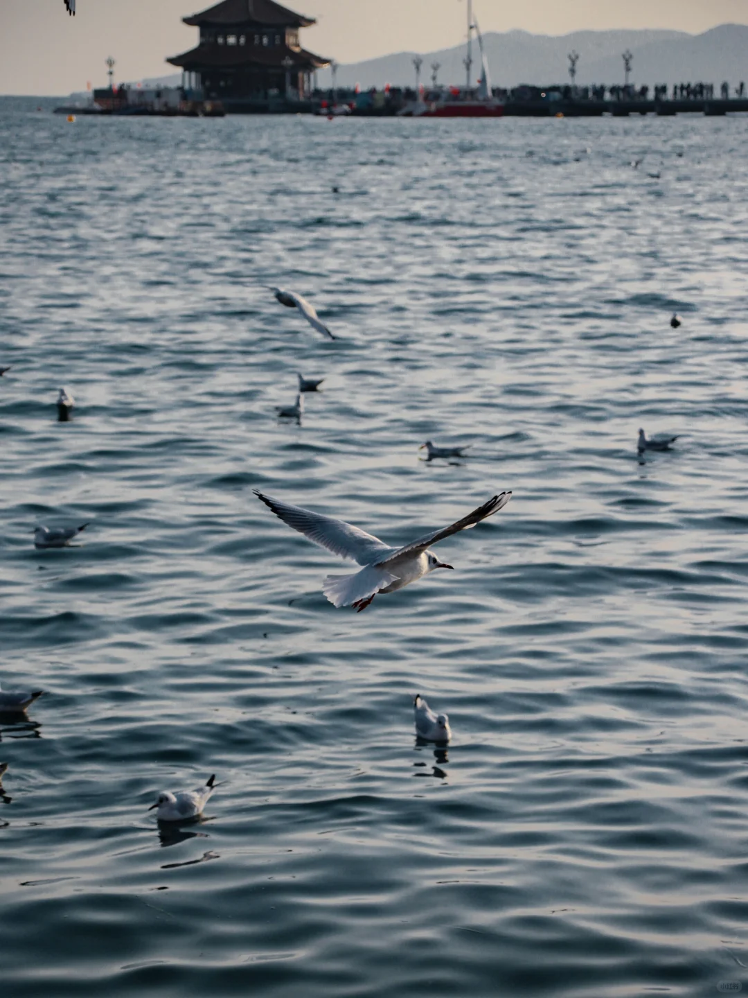 在青岛看到人生海鸟🐦