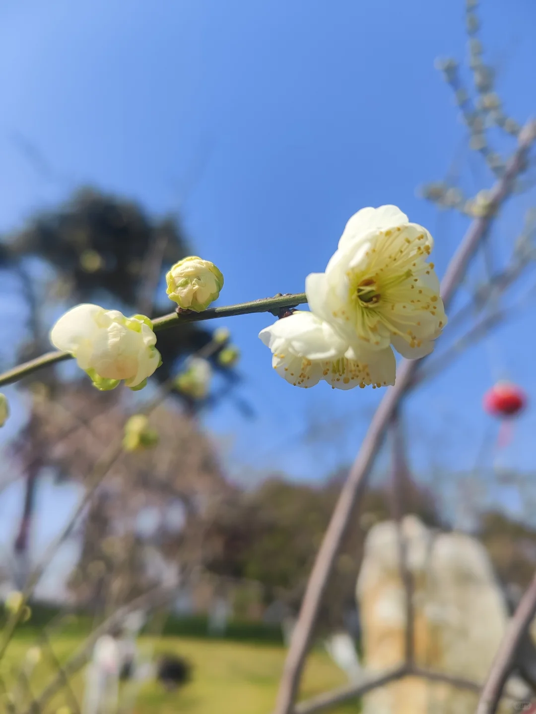 东湖听涛景区的梅花开了，免费！