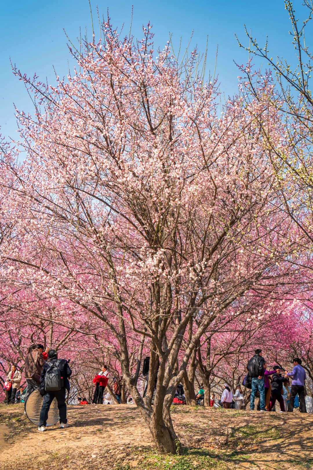 武汉春节就能赏梅花啦🌸1.30实拍，免费景点