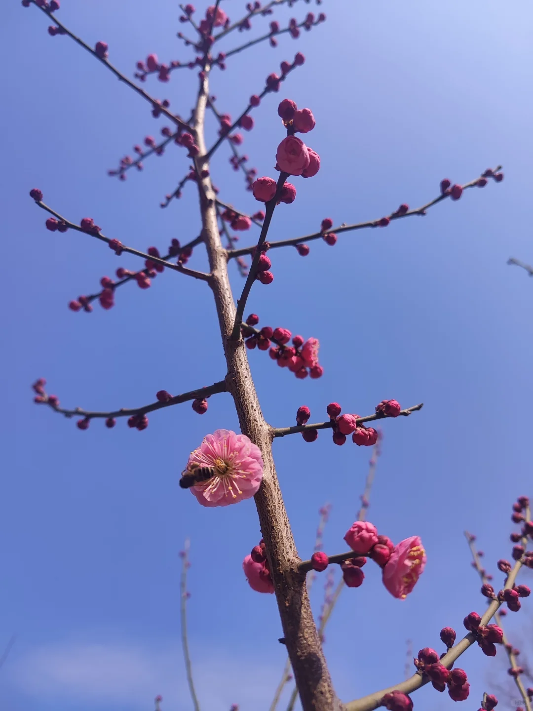 东湖听涛景区的梅花开了，免费！