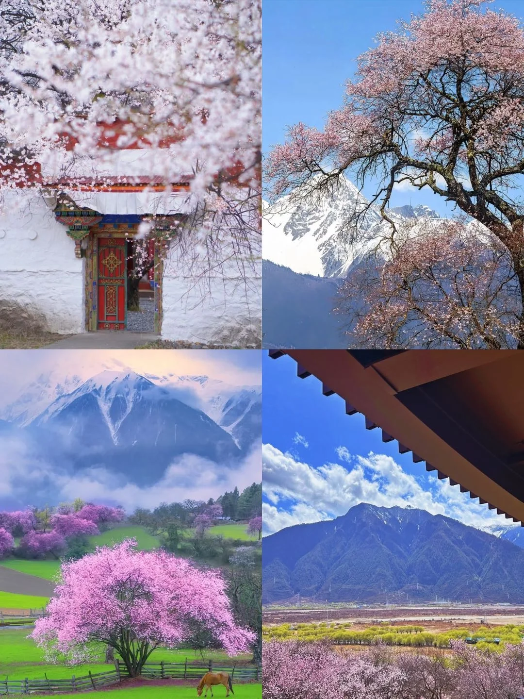 🌸春日限定🌸 林芝桃花线路4日攻略
