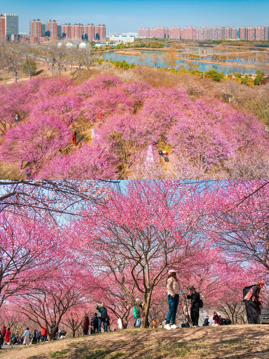 武汉春节就能赏梅花啦🌸1.30实拍，免费景点