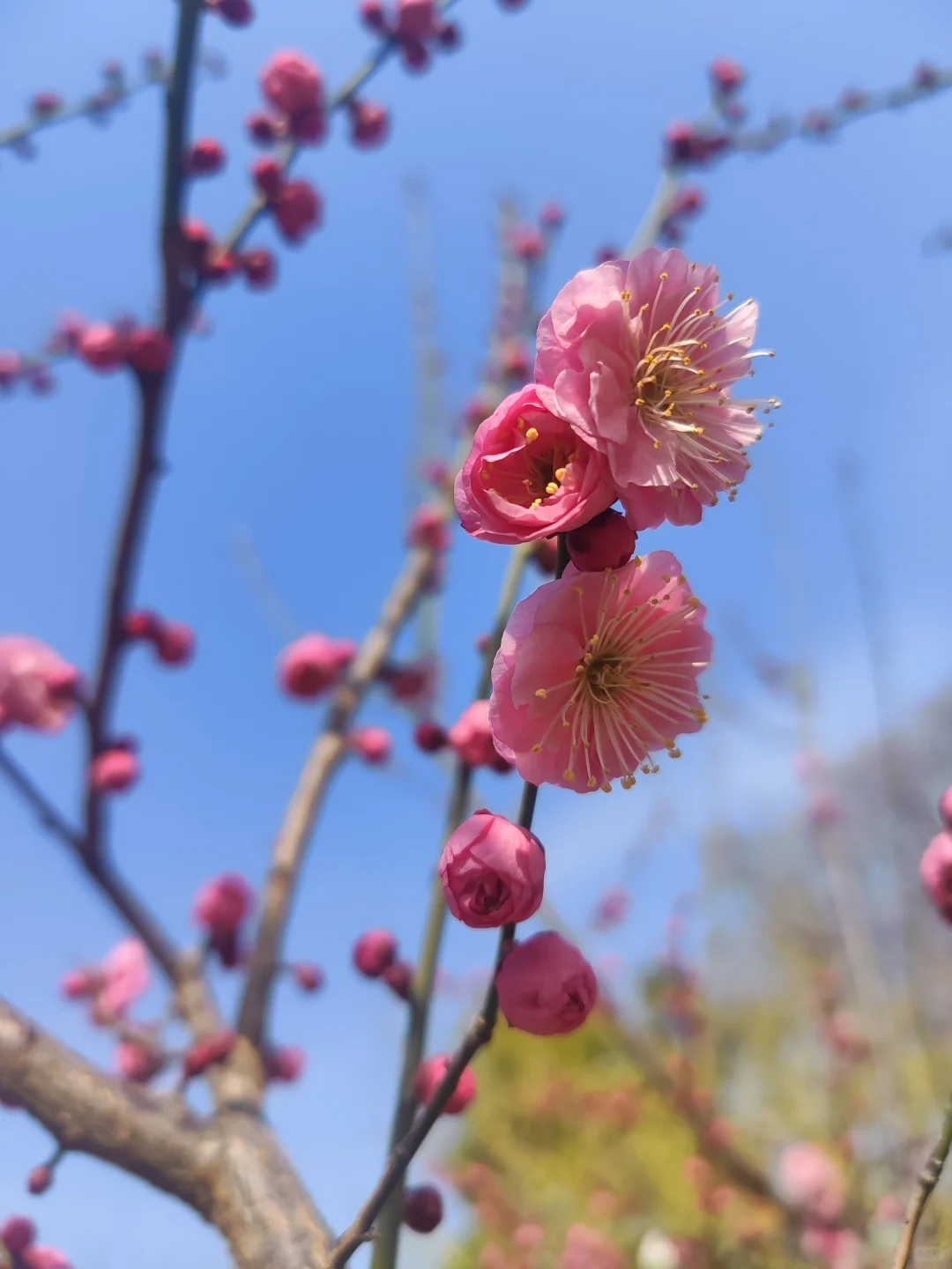 东湖听涛景区的梅花开了，免费！