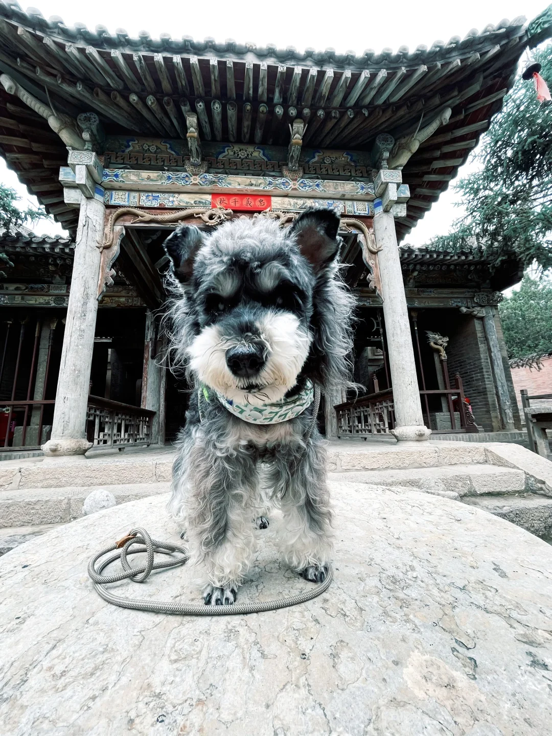 石家庄及周边宠物友好景区（新增龙泉古镇）