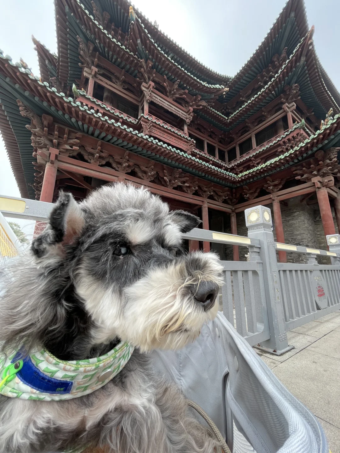 石家庄及周边宠物友好景区（新增龙泉古镇）