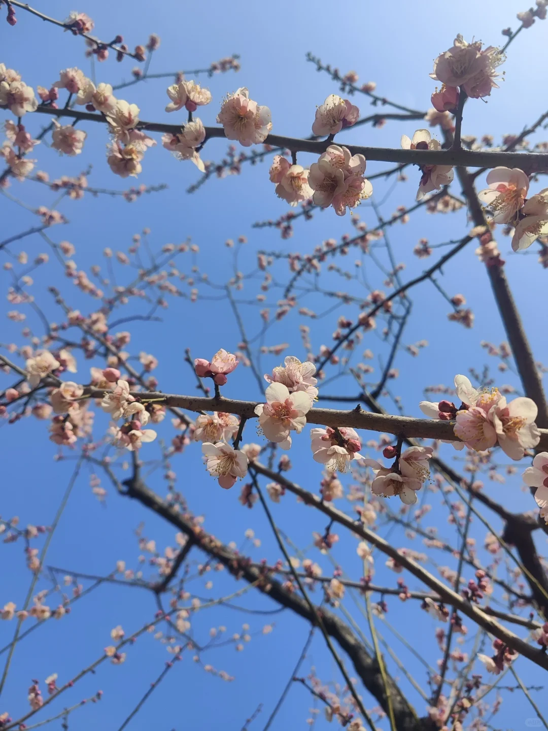 东湖听涛景区的梅花开了，免费！
