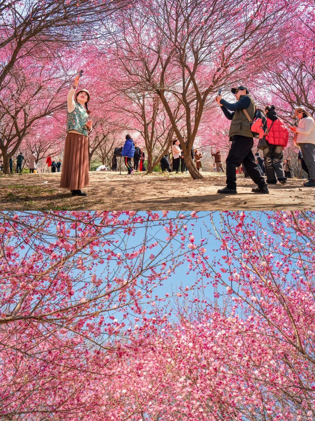 武汉春节就能赏梅花啦🌸1.30实拍，免费景点