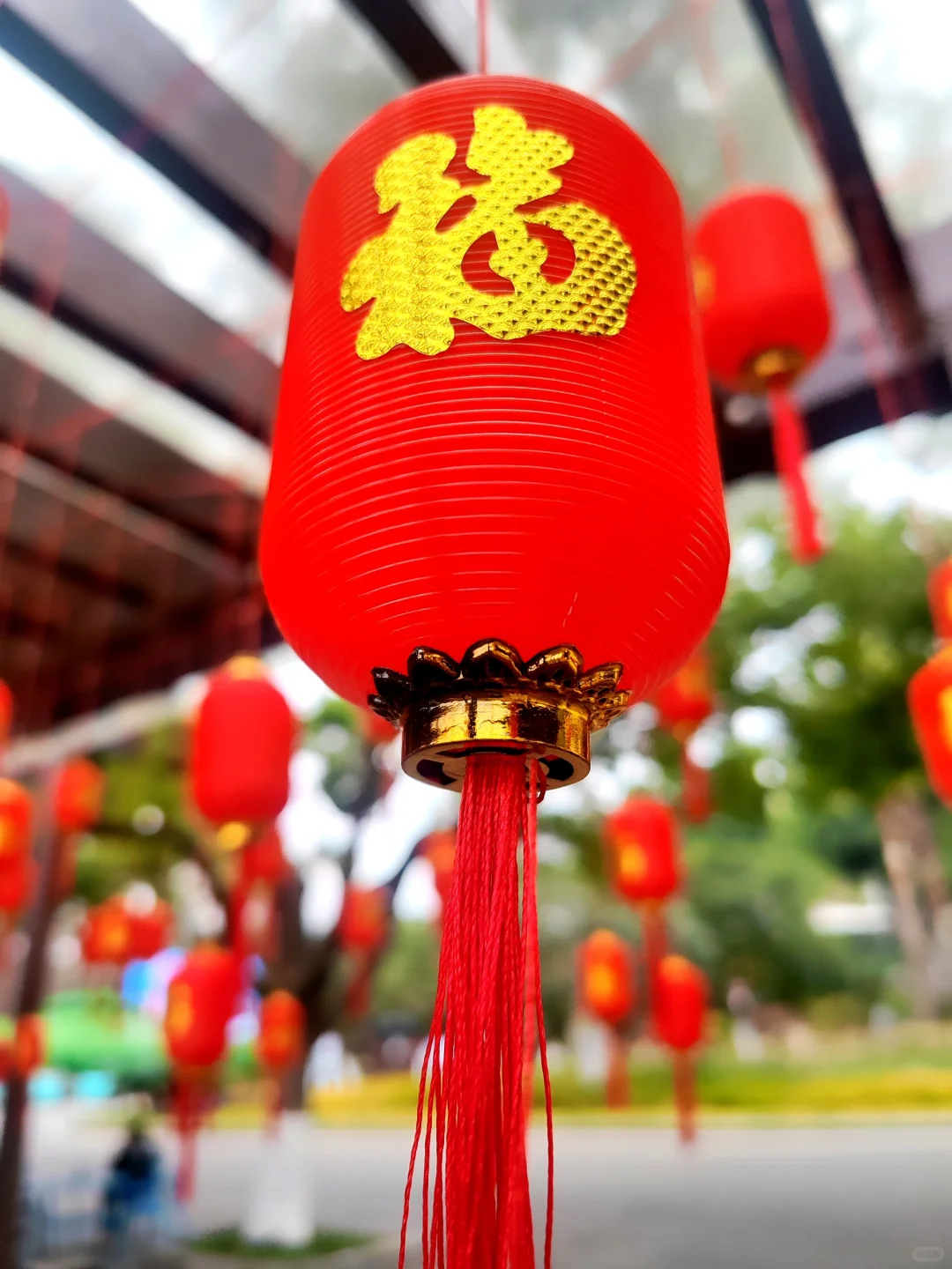 东湖听涛景区的梅花开了，免费！