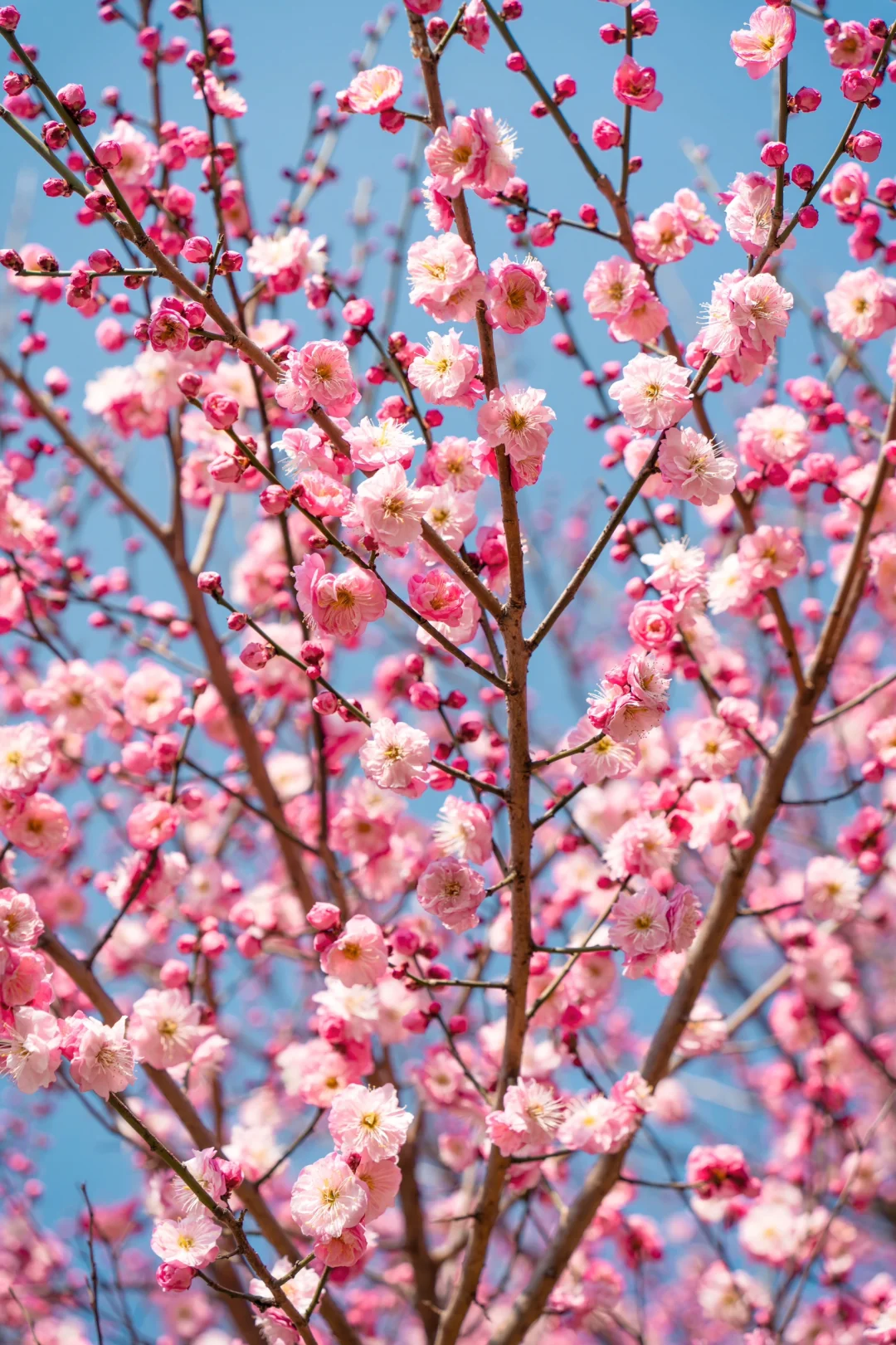 武汉春节就能赏梅花啦🌸1.30实拍，免费景点