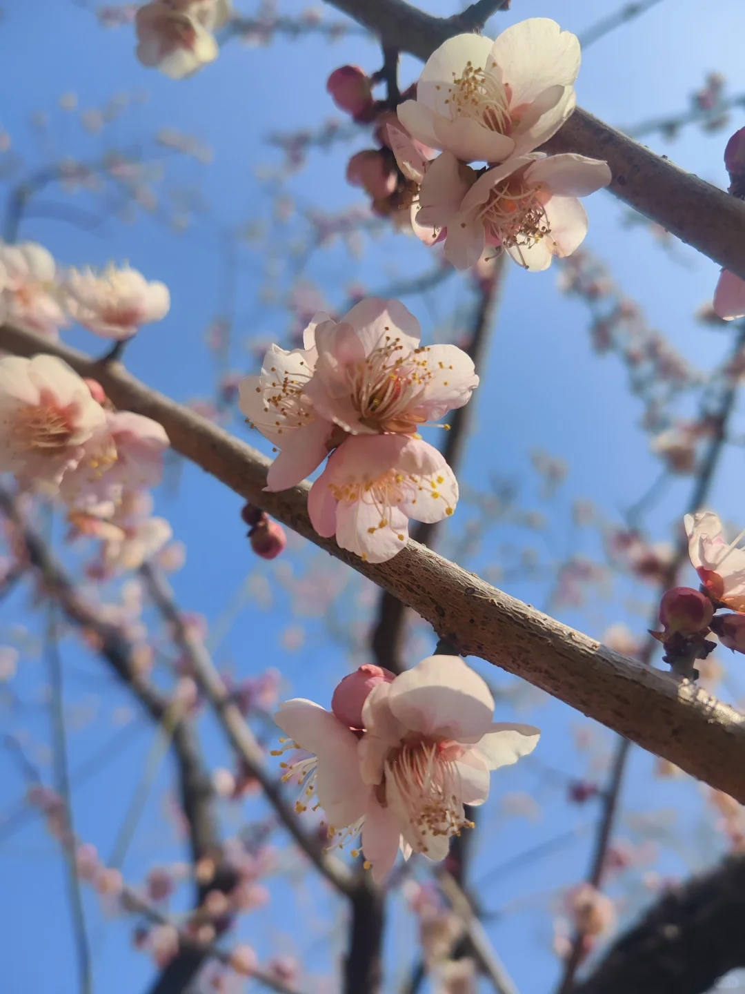 东湖听涛景区的梅花开了，免费！