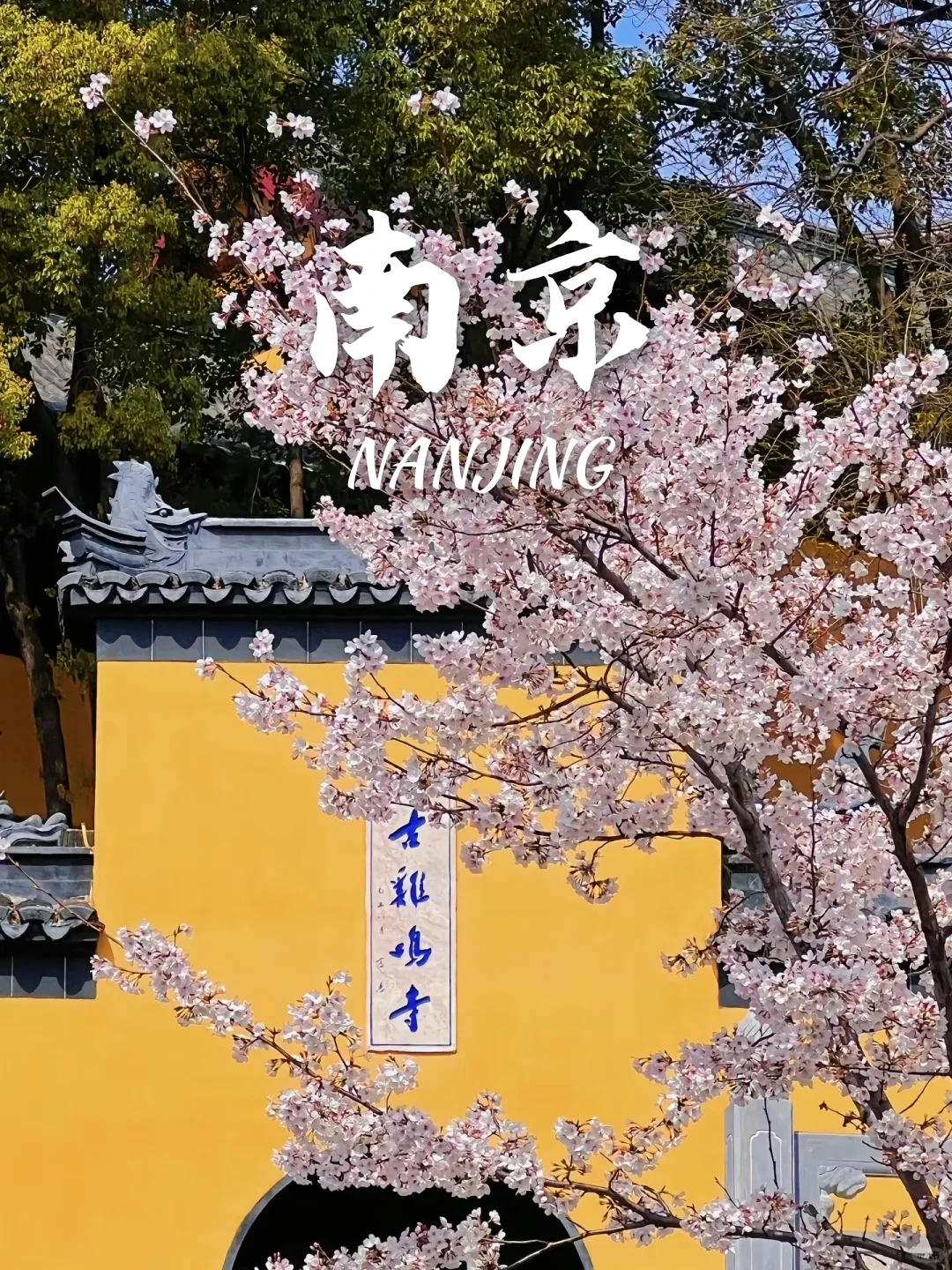 当我问DeepSeek春天可以去哪里赏花🌸