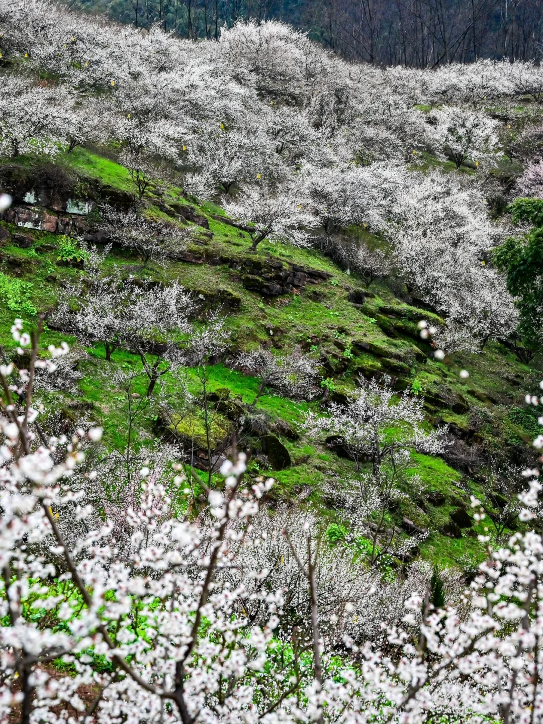 雁鹅村打挤劝退❗这片梅林山花烂漫人少不堵❗