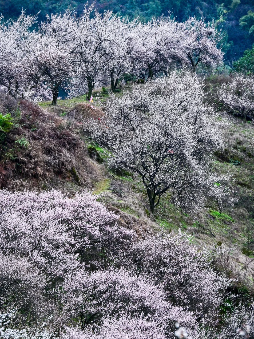 雁鹅村打挤劝退❗这片梅林山花烂漫人少不堵❗