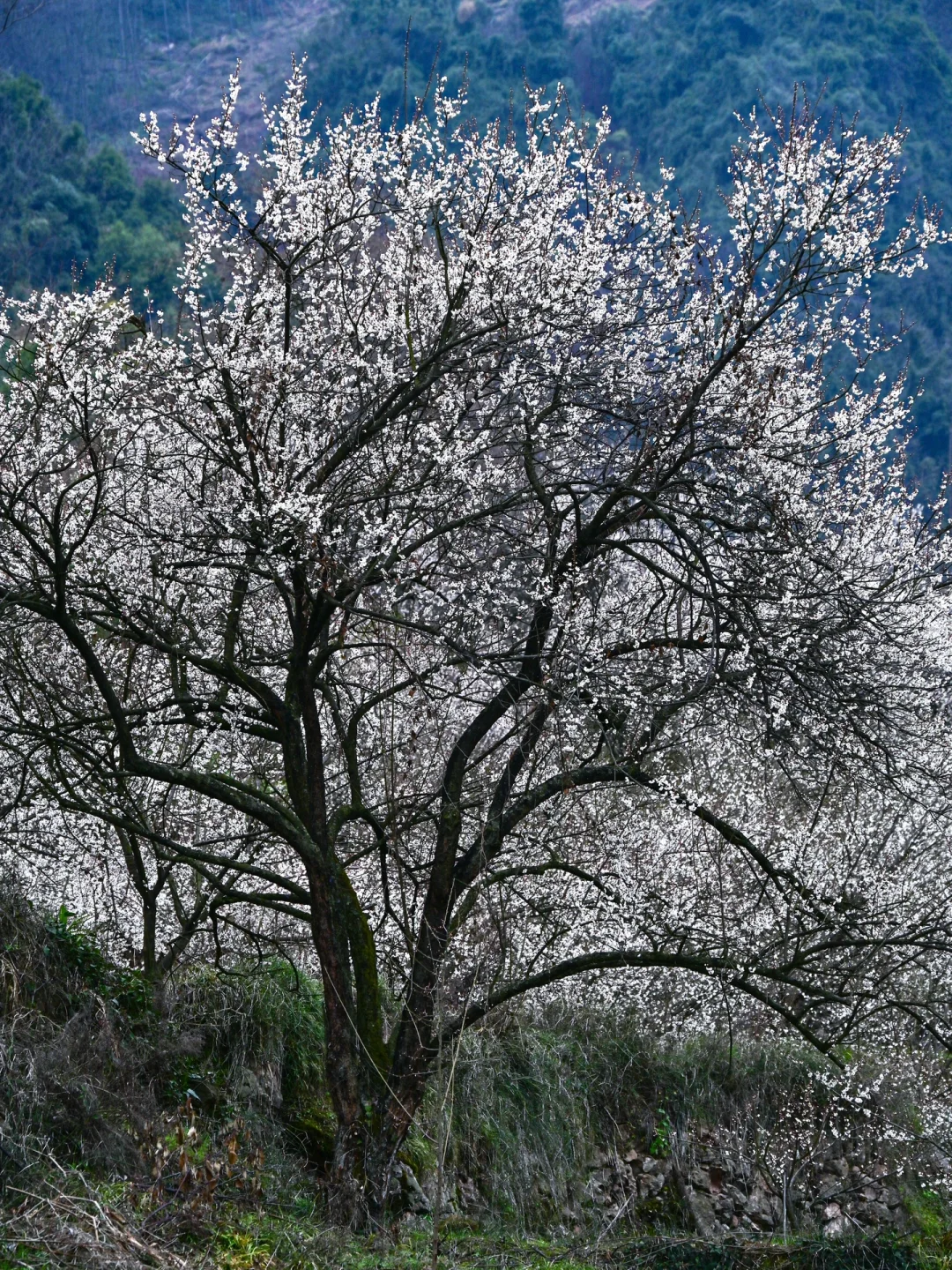 雁鹅村打挤劝退❗这片梅林山花烂漫人少不堵❗