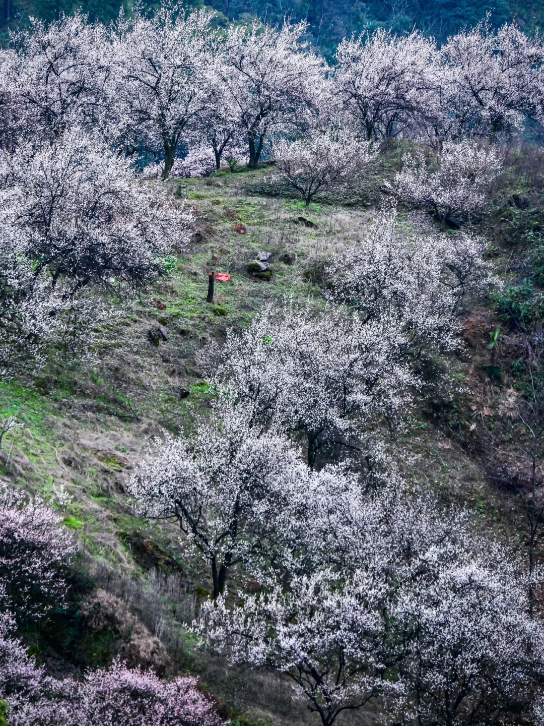 雁鹅村打挤劝退❗这片梅林山花烂漫人少不堵❗