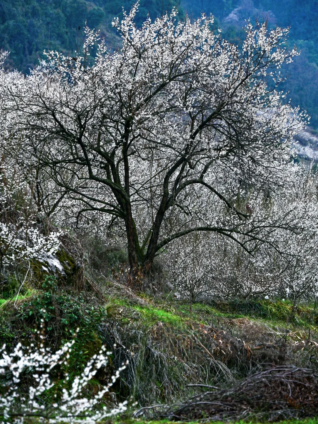 雁鹅村打挤劝退❗这片梅林山花烂漫人少不堵❗