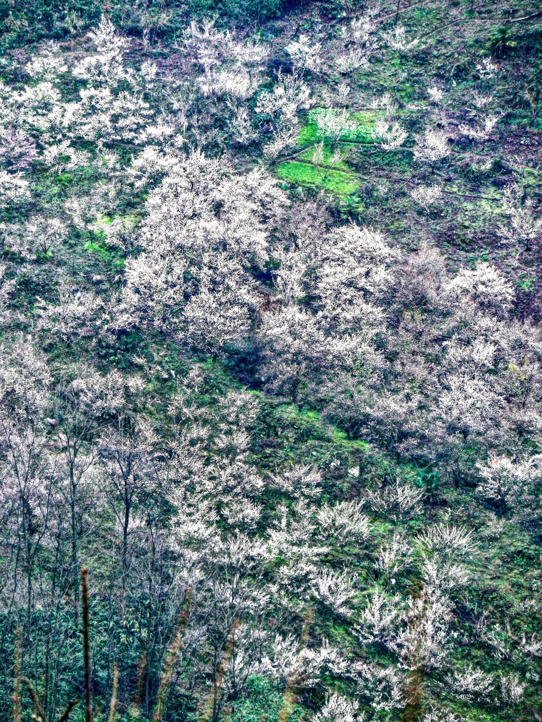 雁鹅村打挤劝退❗这片梅林山花烂漫人少不堵❗