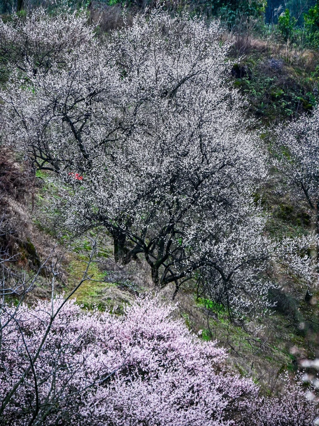 雁鹅村打挤劝退❗这片梅林山花烂漫人少不堵❗