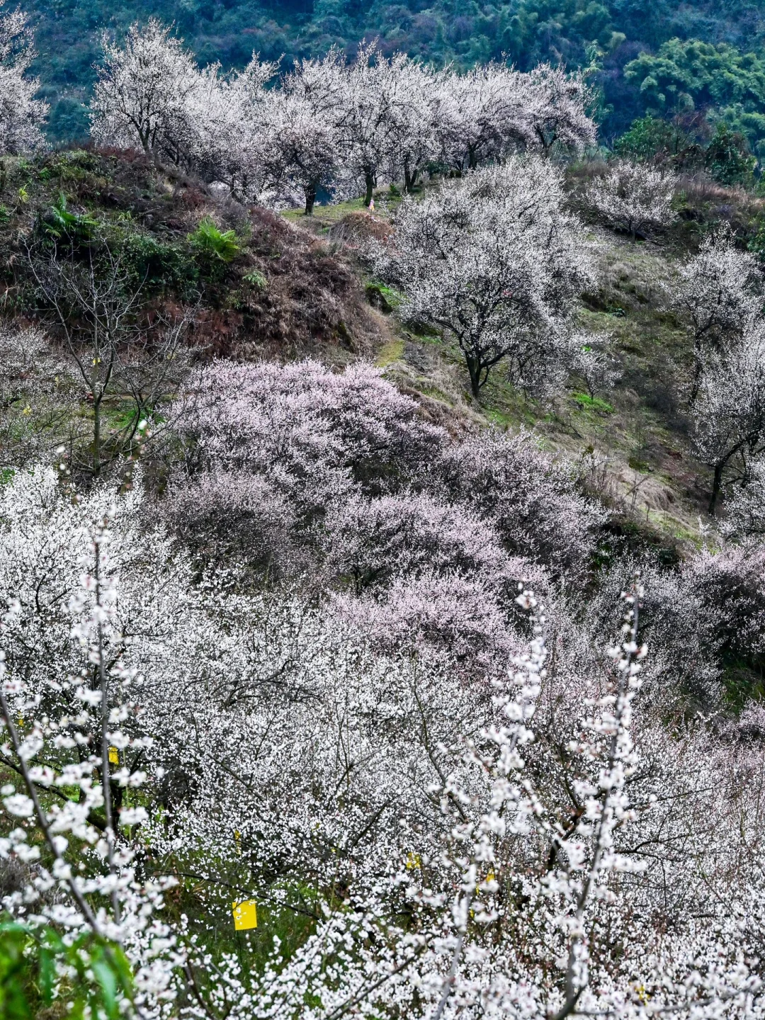 雁鹅村打挤劝退❗这片梅林山花烂漫人少不堵❗