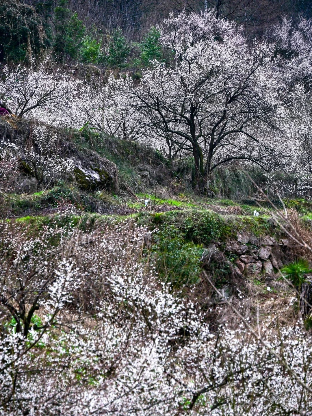 雁鹅村打挤劝退❗这片梅林山花烂漫人少不堵❗