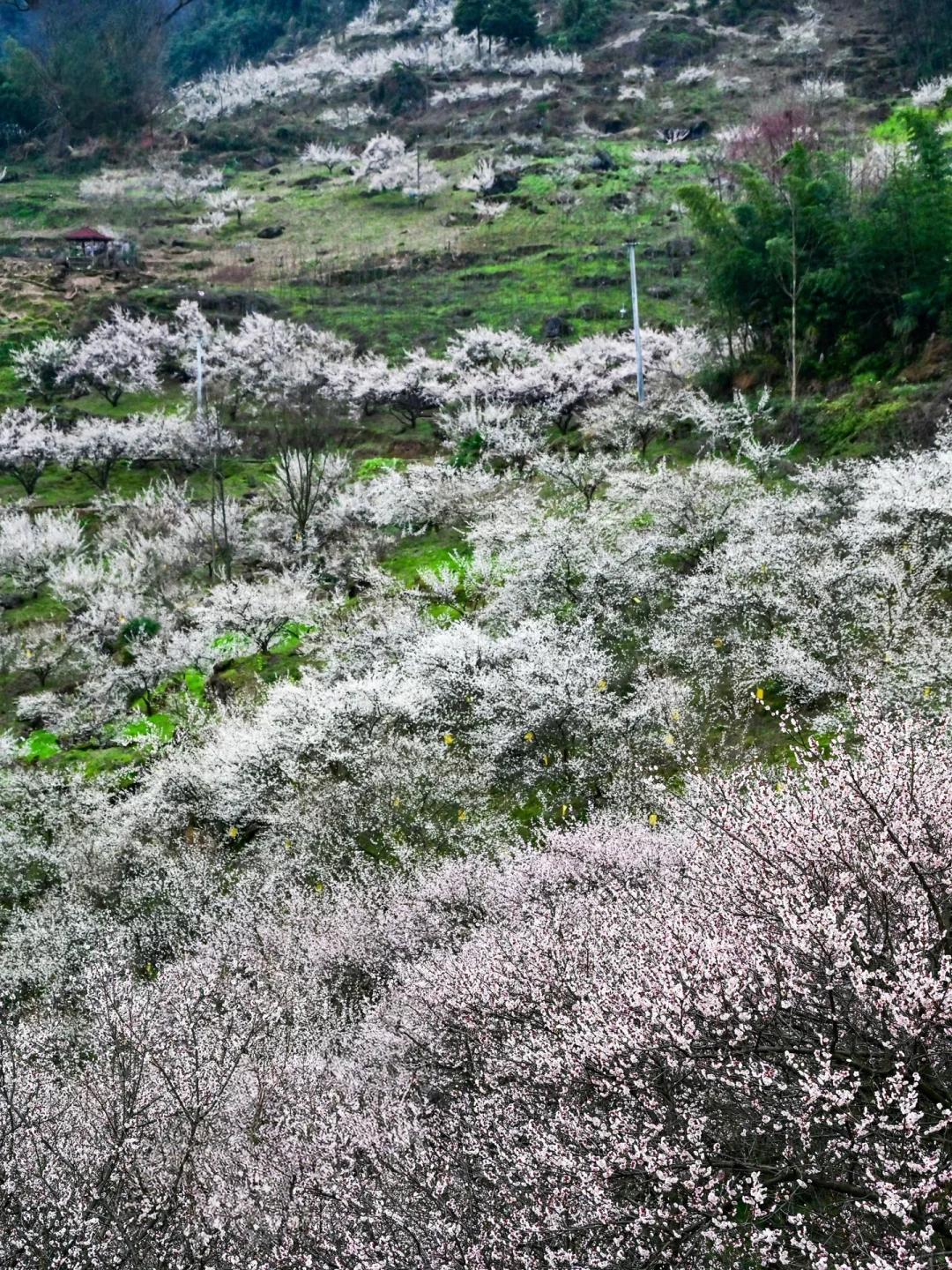 雁鹅村打挤劝退❗这片梅林山花烂漫人少不堵❗