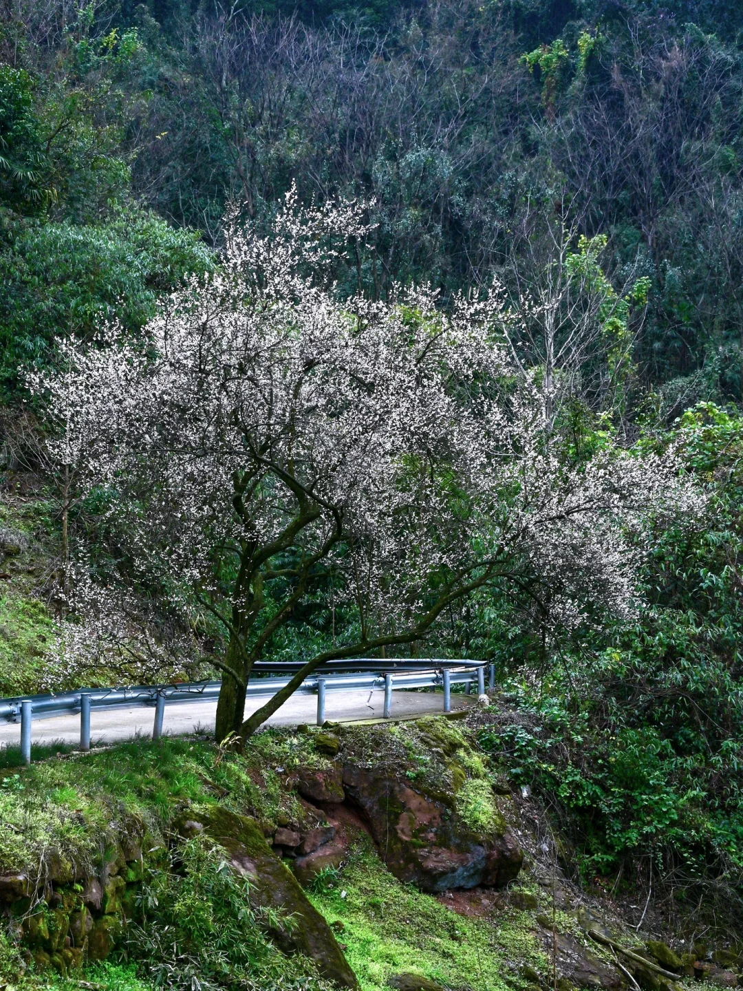 雁鹅村打挤劝退❗这片梅林山花烂漫人少不堵❗