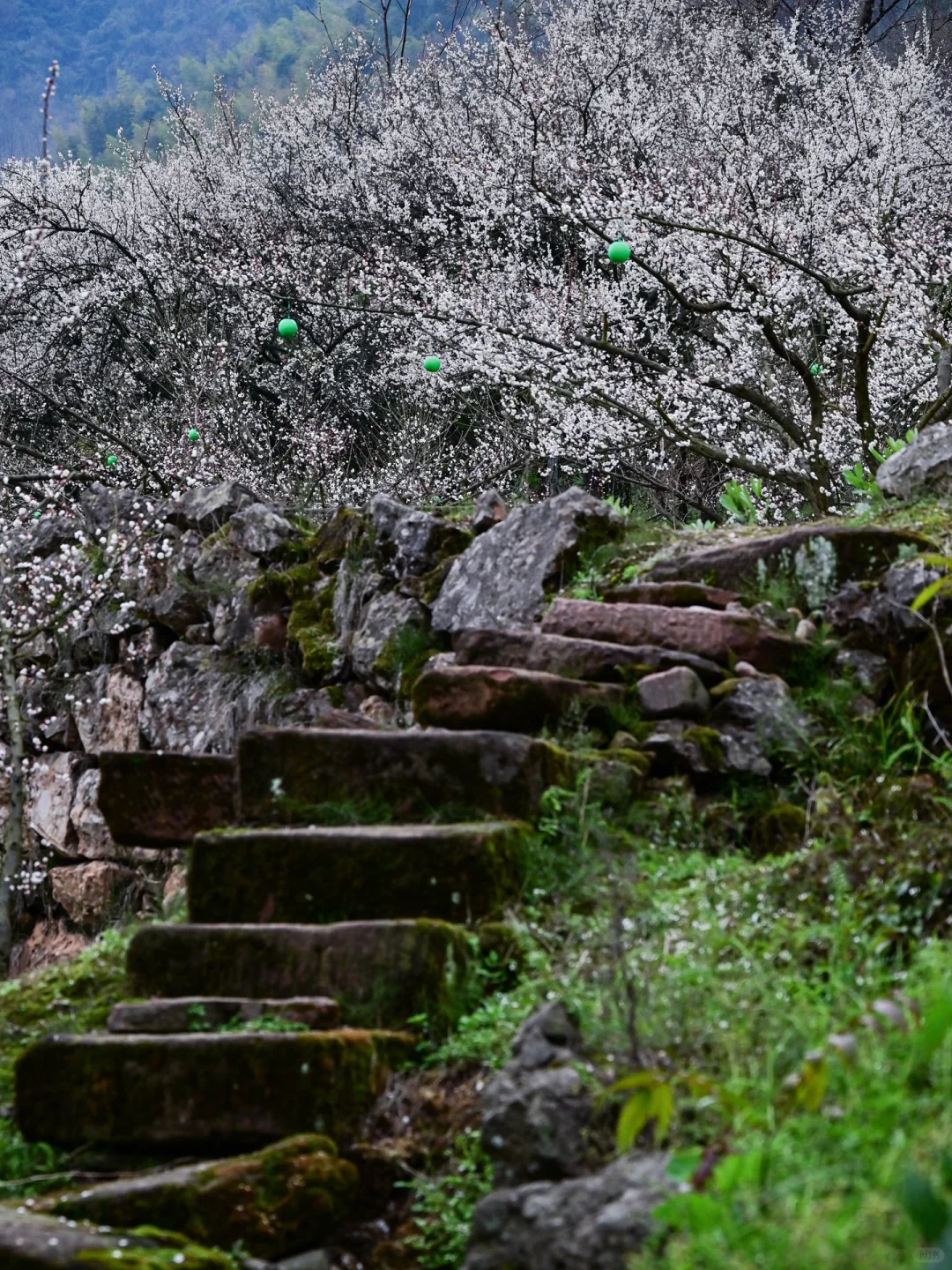 雁鹅村打挤劝退❗这片梅林山花烂漫人少不堵❗