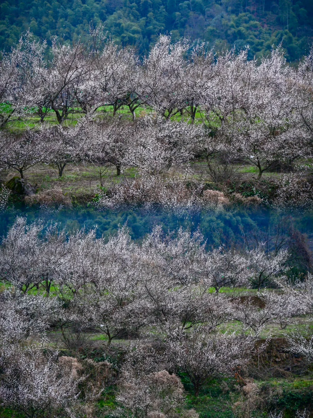 雁鹅村打挤劝退❗这片梅林山花烂漫人少不堵❗