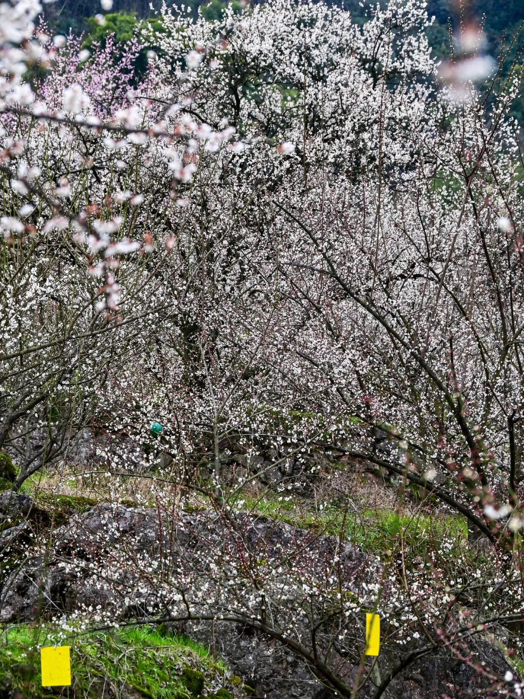 雁鹅村打挤劝退❗这片梅林山花烂漫人少不堵❗