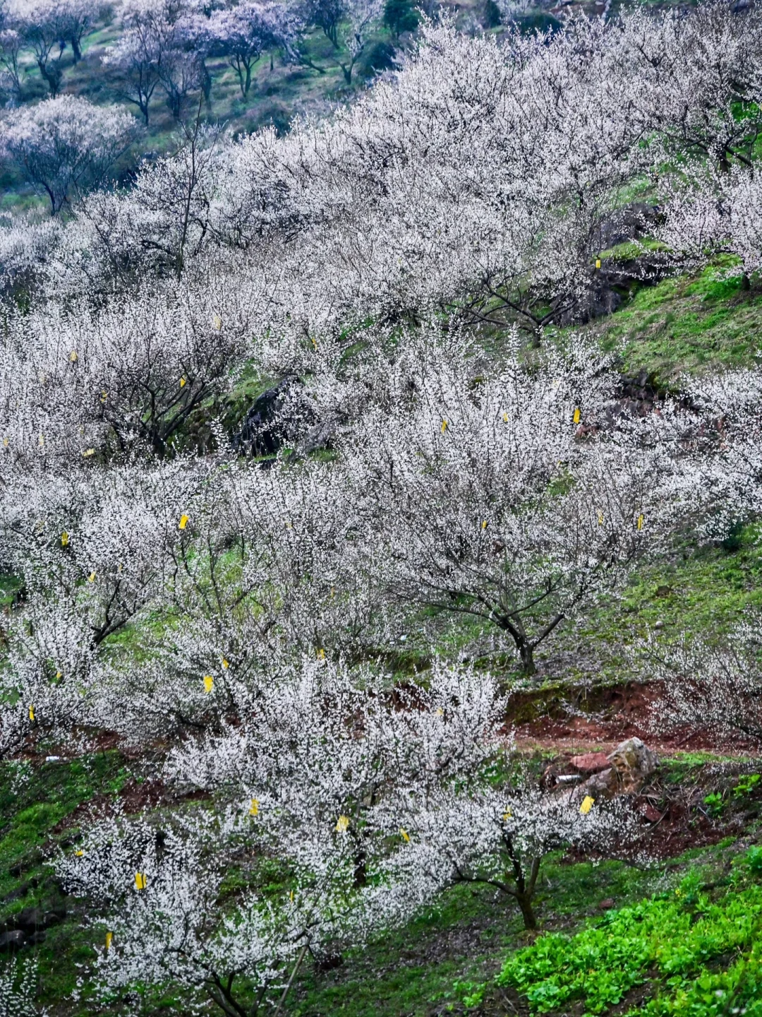雁鹅村打挤劝退❗这片梅林山花烂漫人少不堵❗